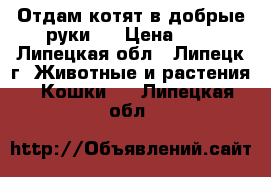 Отдам котят в добрые руки.  › Цена ­ 1 - Липецкая обл., Липецк г. Животные и растения » Кошки   . Липецкая обл.